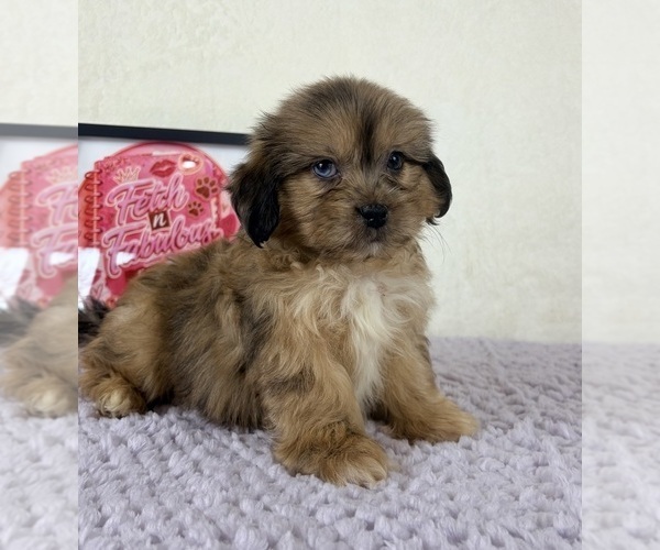 Medium Photo #3 Shih-Poo Puppy For Sale in INDIANAPOLIS, IN, USA