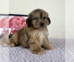 Small #2 Shih-Poo