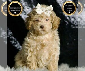 Maltipoo Puppy for sale in WARSAW, IN, USA