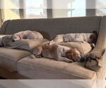 Small Photo #4 Chihuahua Puppy For Sale in Boonton, NJ, USA