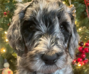 Goldendoodle Puppy for sale in NEW RIEGEL, OH, USA