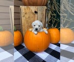 Small Photo #1 English Cream Golden Retriever Puppy For Sale in BRISTOL, VT, USA