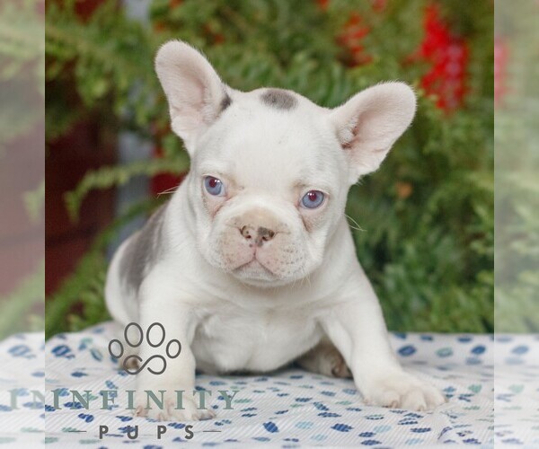 Medium Photo #1 French Bulldog Puppy For Sale in RONKS, PA, USA