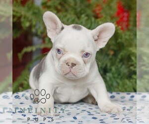 French Bulldog Puppy for sale in RONKS, PA, USA