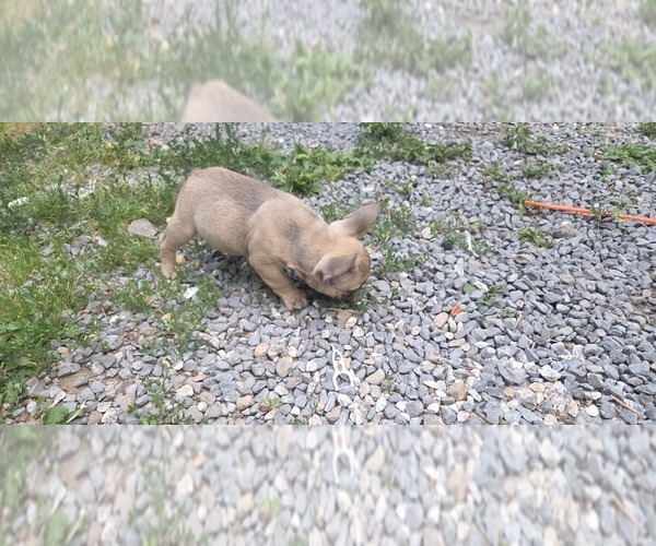 Medium Photo #4 French Bulldog Puppy For Sale in MAPLETON, ME, USA