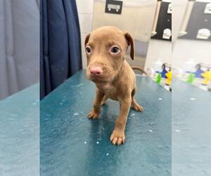 Medium Labrador Retriever Mix