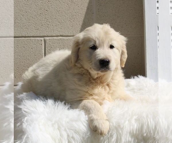 Medium Photo #2 English Cream Golden Retriever Puppy For Sale in FREDERICKSBURG, OH, USA
