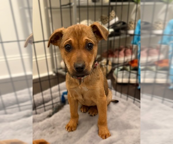 Medium Photo #2 Mutt Puppy For Sale in Uwchlan, PA, USA