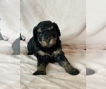 Belinda - Female Bernedoodle (Miniature) Puppy for Sale - Photo #3