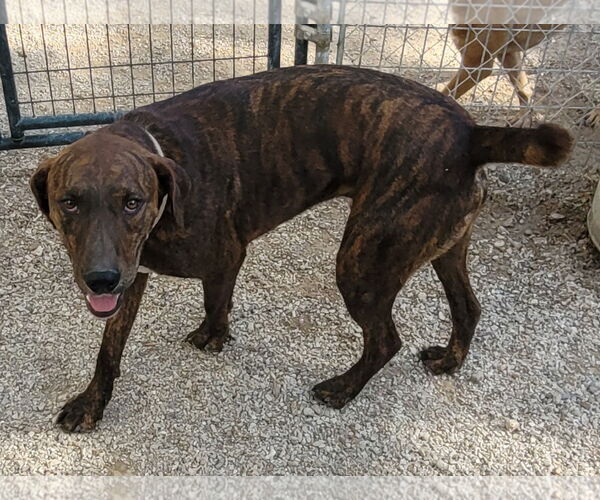 Medium Photo #8 German Shorthaired Pointer-Treeing Walker Coonhound Mix Puppy For Sale in Stover, MO, USA