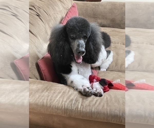 Medium Photo #1 Poodle (Standard) Puppy For Sale in PEYTON, CO, USA