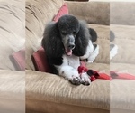 Small Photo #1 Poodle (Standard) Puppy For Sale in PEYTON, CO, USA