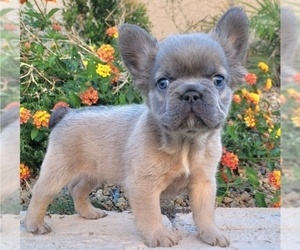 French Bulldog Puppy for sale in LAS VEGAS, NV, USA