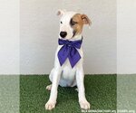 Small #2 American Staffordshire Terrier Mix