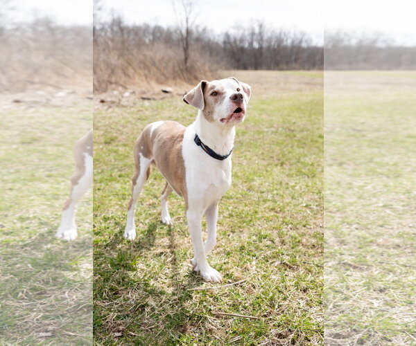 Medium Photo #5 Mutt Puppy For Sale in Crete, IL, USA