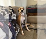 Small Boston Terrier Mix
