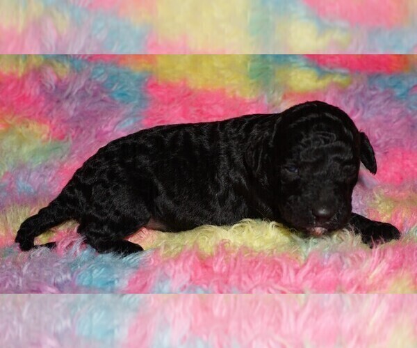Medium Photo #3 Labradoodle Puppy For Sale in LA HABRA, CA, USA