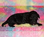 Small #2 Labradoodle