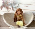 Small Photo #4 Irish Doodle Puppy For Sale in BREMERTON, WA, USA