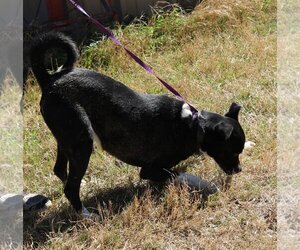 Mack - Male Basenji-Boxer Mix Dog for Adoption - Photo #2