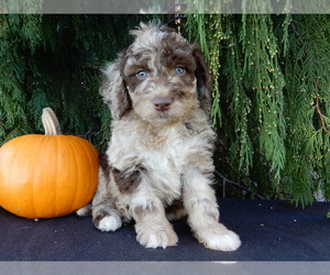 Labradoodle Puppy for sale in MILLERSBURG, OH, USA