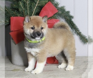 Shiba Inu Puppy for sale in FREDERICKSBURG, OH, USA