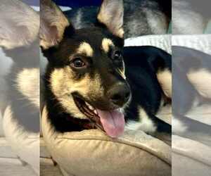 German Shepherd Dog-Unknown Mix Dogs for adoption in Holly Hill, SC, USA