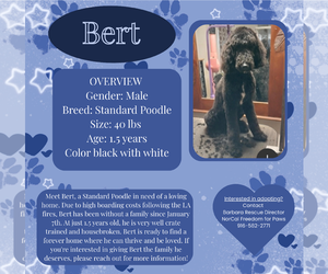 Poodle (Miniature) Dogs for adoption in Rancho Cordova, CA, USA