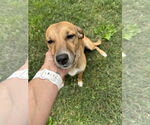 Small #5 Mutt