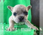 Small #1 French Bulldog