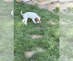 Small #1 English Setter
