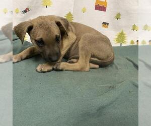 German Shepherd Dog Dogs for adoption in Modesto, CA, USA