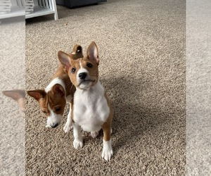 Basenji Puppy for Sale in GRANGER, Indiana USA