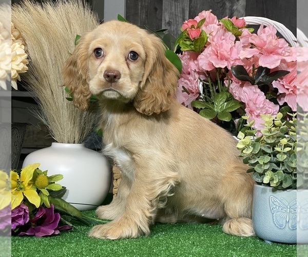 Medium Photo #3 Cocker Spaniel Puppy For Sale in CANOGA, NY, USA