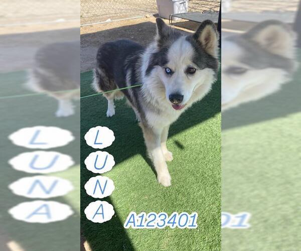 Medium Photo #1 Siberian Husky-Unknown Mix Puppy For Sale in HESPERIA, CA, USA