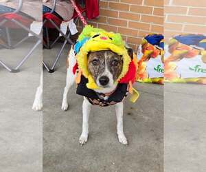 Jack Russell Terrier-Unknown Mix Dogs for adoption in Mount Laurel, NJ, USA