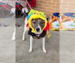 Pixie - Female Jack Russell Terrier-Unknown Mix Dog for Adoption - Small photo