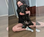 Small #8 Labrador Retriever Mix