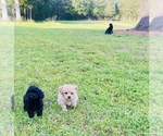 Small Photo #11 Poodle (Toy) Puppy For Sale in ROCK HILL, SC, USA