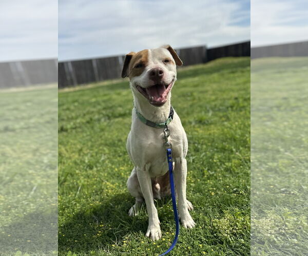 Medium Photo #1 Mutt Puppy For Sale in Chico, CA, USA
