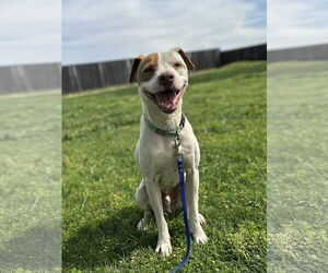 Mutt Dogs for adoption in Chico, CA, USA