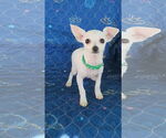 Small #1 Chihuahua