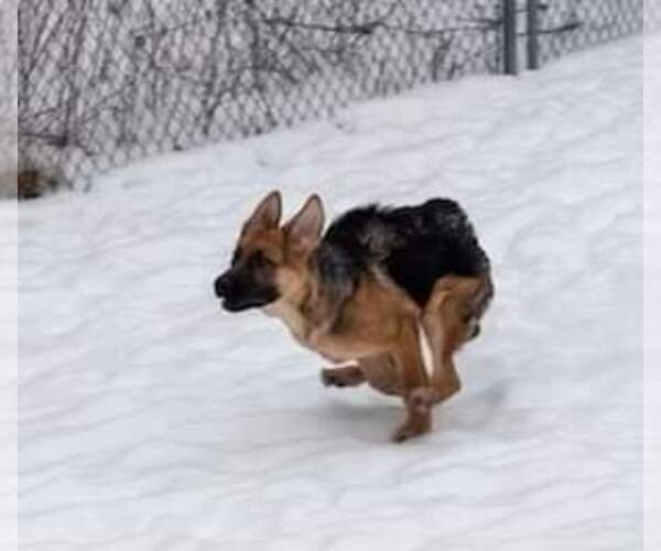 Medium Photo #37 German Shepherd Dog Puppy For Sale in LA FAYETTE, NY, USA