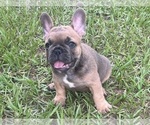 Small Photo #2 French Bulldog Puppy For Sale in SEBRING, FL, USA
