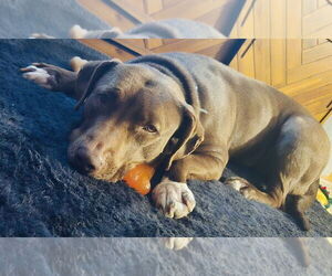 Maris - Female Labrador Retriever-Unknown Mix Dog for Adoption - Photo #3
