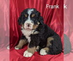 Puppy Frank Bernese Mountain Dog