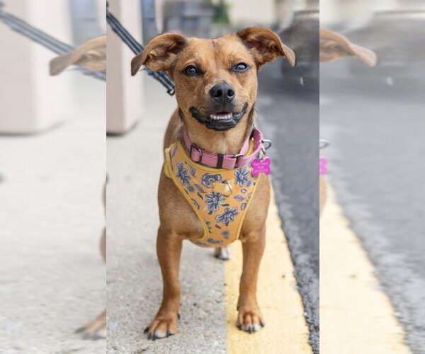 Medium Photo #20 Mutt Puppy For Sale in Mundelein, IL, USA