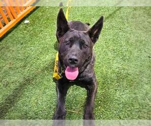 Mutt Dogs for adoption in Las Vegas, NV, USA