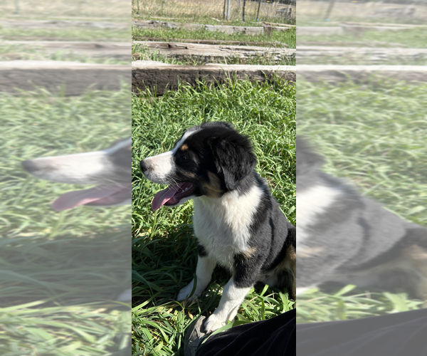 Medium Photo #2 Australian Shepherd Puppy For Sale in CASTLE ROCK, CO, USA