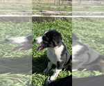 Small Photo #2 Australian Shepherd Puppy For Sale in CASTLE ROCK, CO, USA